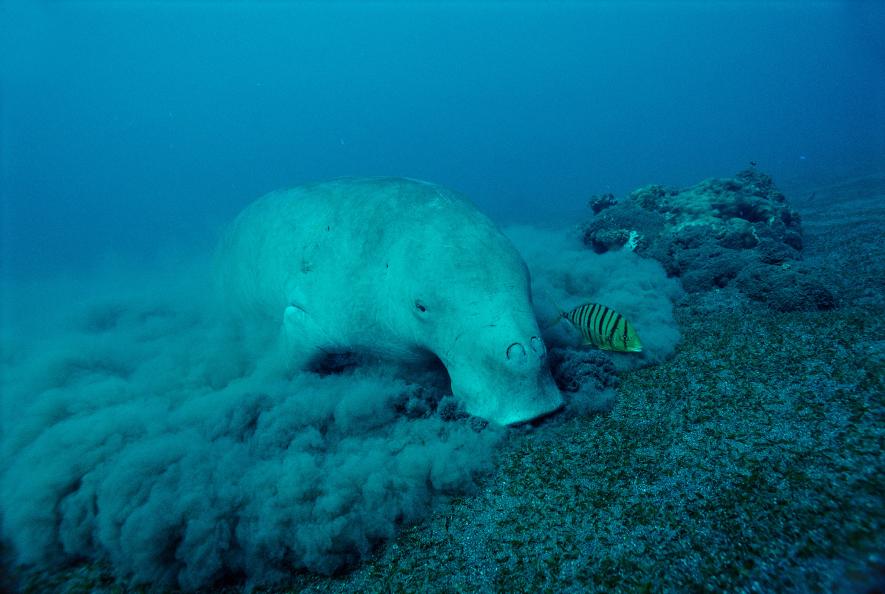 01-dugong-calves.adapt_.885.1.jpg