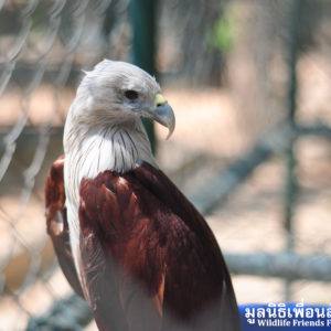 Brahminy-Kite-rescue-150416-06-sm-300x300.jpg