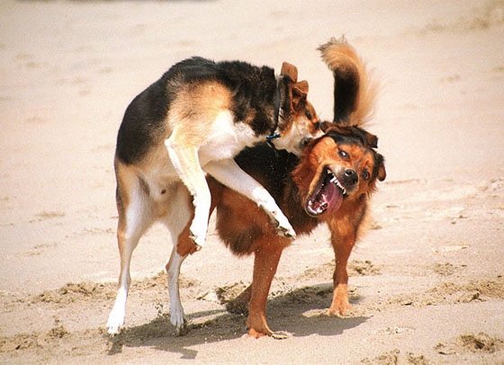 dogsfighting.jpg