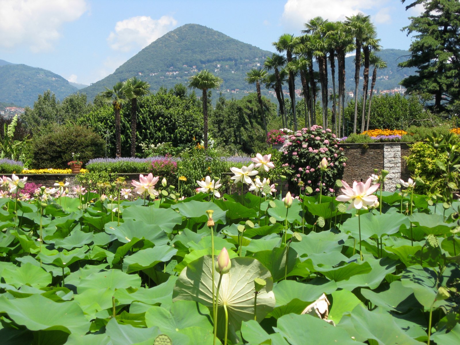 Lotus_garden_Villa_Taranto_Botanical_Gardens.jpg