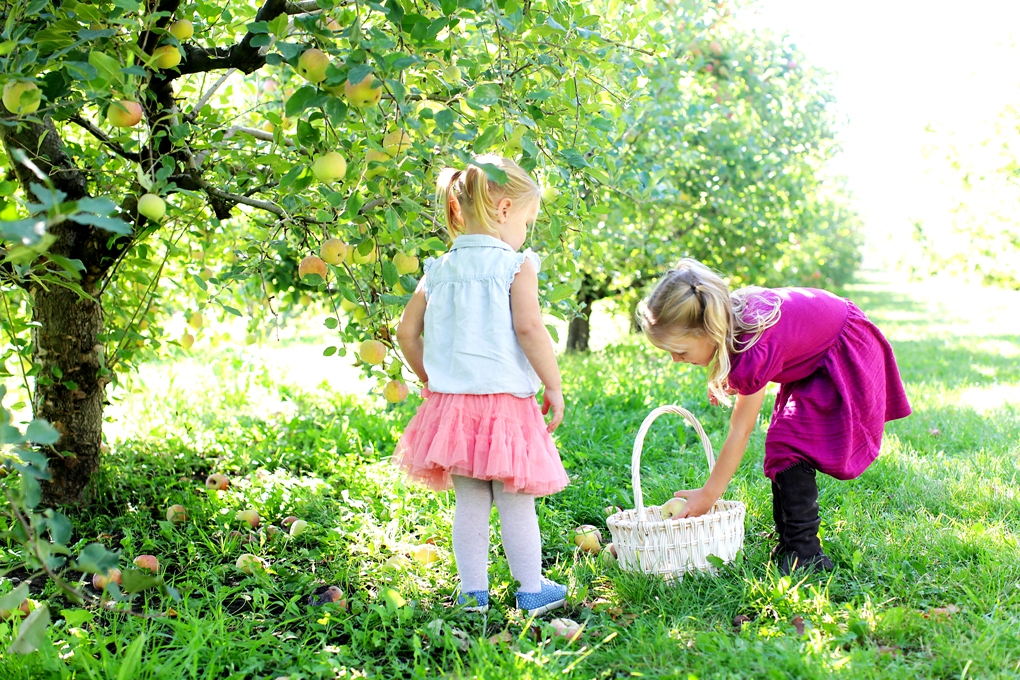 medfordmom-apple-picking-girls.jpg