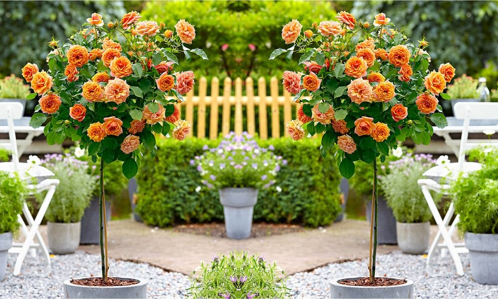 orange-standard-roses1000x600_2_3.jpg