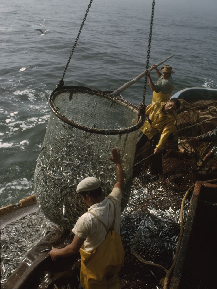 Peruvian-Upwelling.jpg