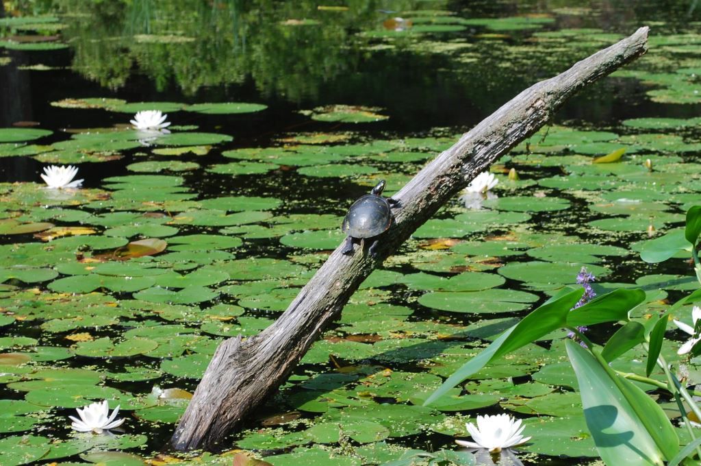 Turtle-in-Lily-Pond-c-New-England-Wild-Flower-Society.jpg